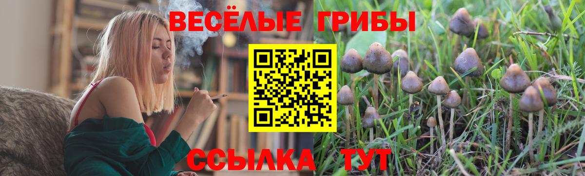 Галлюциногенные грибы Psilocybe  наркота  Выборг 